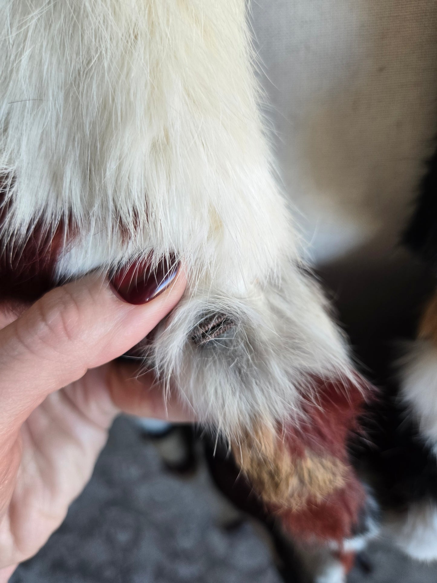 Furmoste Vintage 1970s Patchwork French Rabbit Fur Jacket - Medium